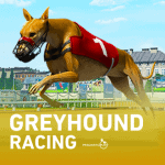Greyhound